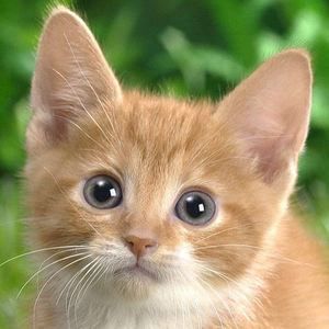 Meet your Posher, Hayb